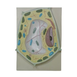 PLANT CELL