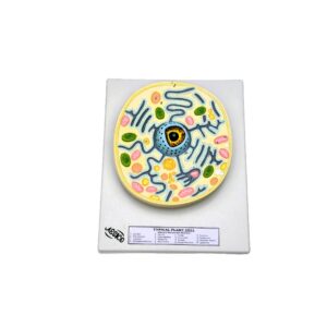 PLANT CELL, TYPICAL