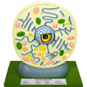 PLANT CELL, TYPICAL, ELECTRON MICROSCOPIC STRUCTURE