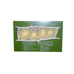 PLANT CELL, SECTIONAL VIEW