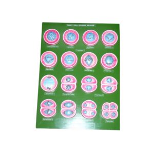PLANT CELL DIVISION MEIOSIS