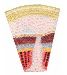 DICOT STEM T.S.