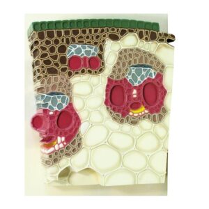 MODEL OF TISSUE STRUCTURE