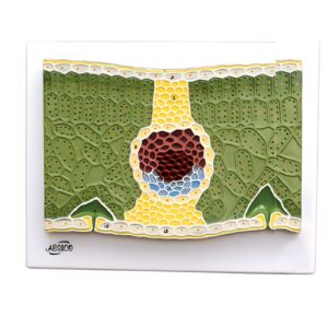 DICOT LEAF V.S.