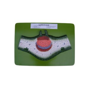 DICOT LEAF L.S.
