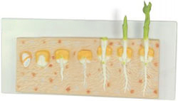 MONOCOT SEED GERMINATION (MAIZE)