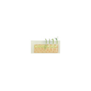 MODEL OF A GERMINATION OF DICOT PEA SEED