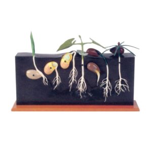 GERMINATION MODEL