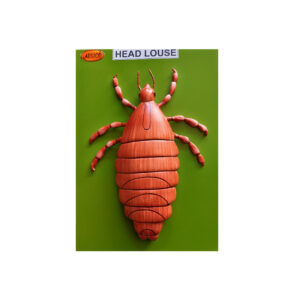 HEAD LOUSE