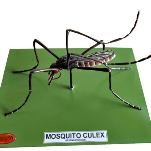 MOSQUITO CULEX