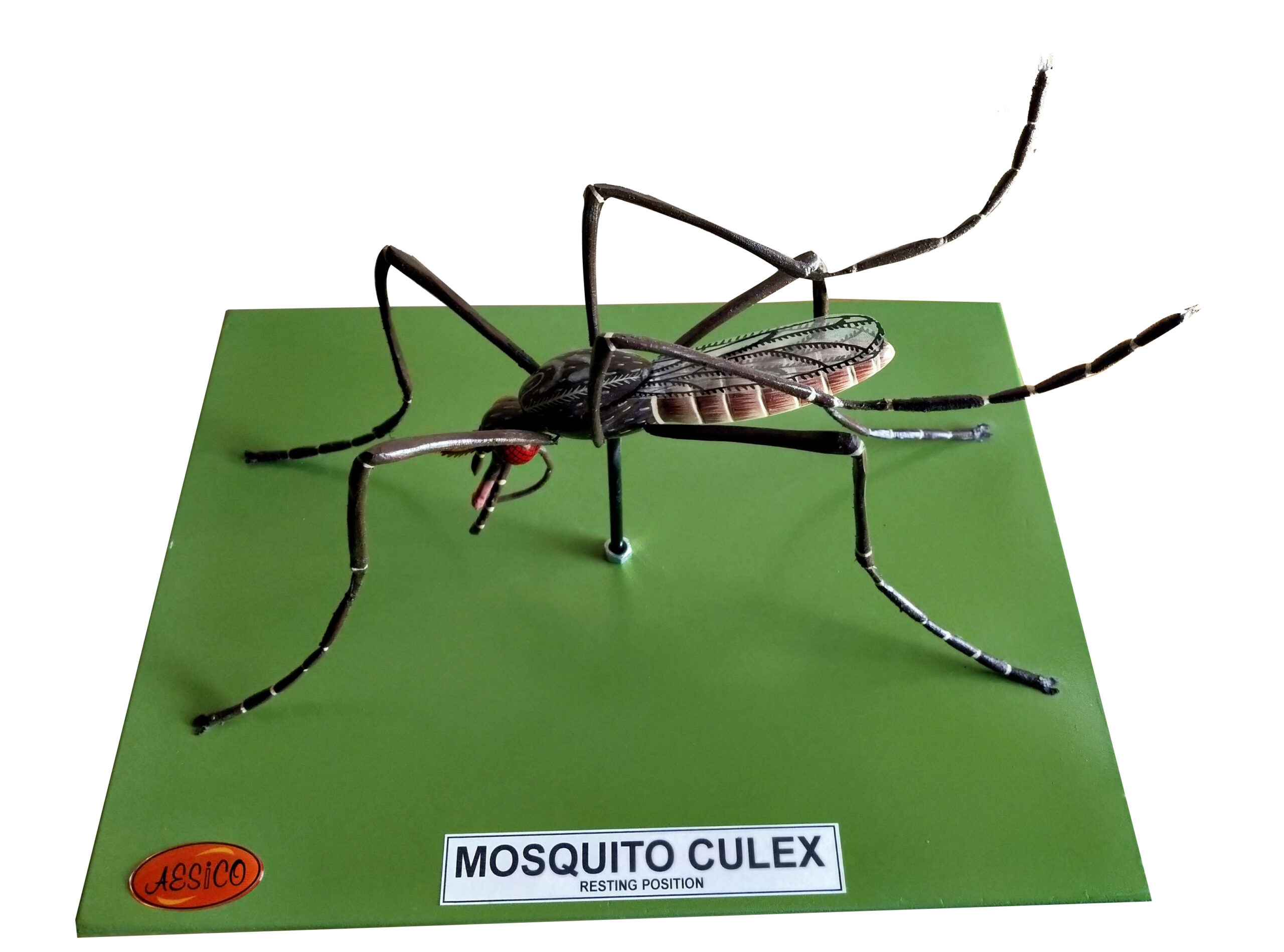 MOSQUITO CULEX