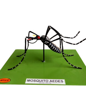 MOSQUITO AEDES
