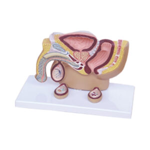 STAGING OF TESTIS TUMORS (3 STAGES)