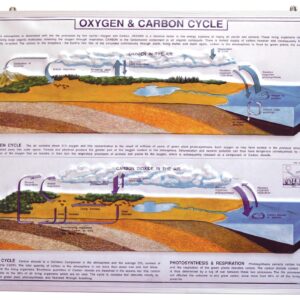 OXYGEN & CARBON CYCLE IN NATURE