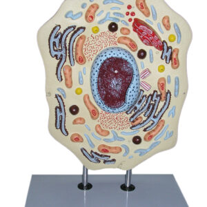 ANIMAL CELL