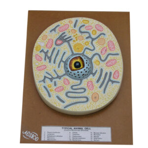 ANIMAL CELL, TYPICAL