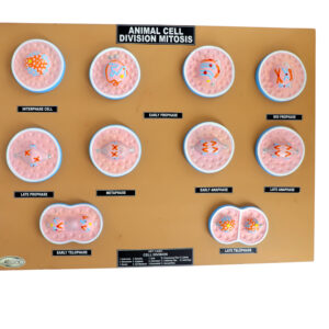 ANIMAL CELL DIVISON MITOSIS