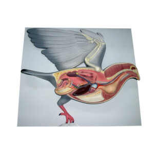 PIGEON DISSECTION