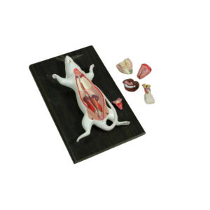 RAT DISSECTION, MALE