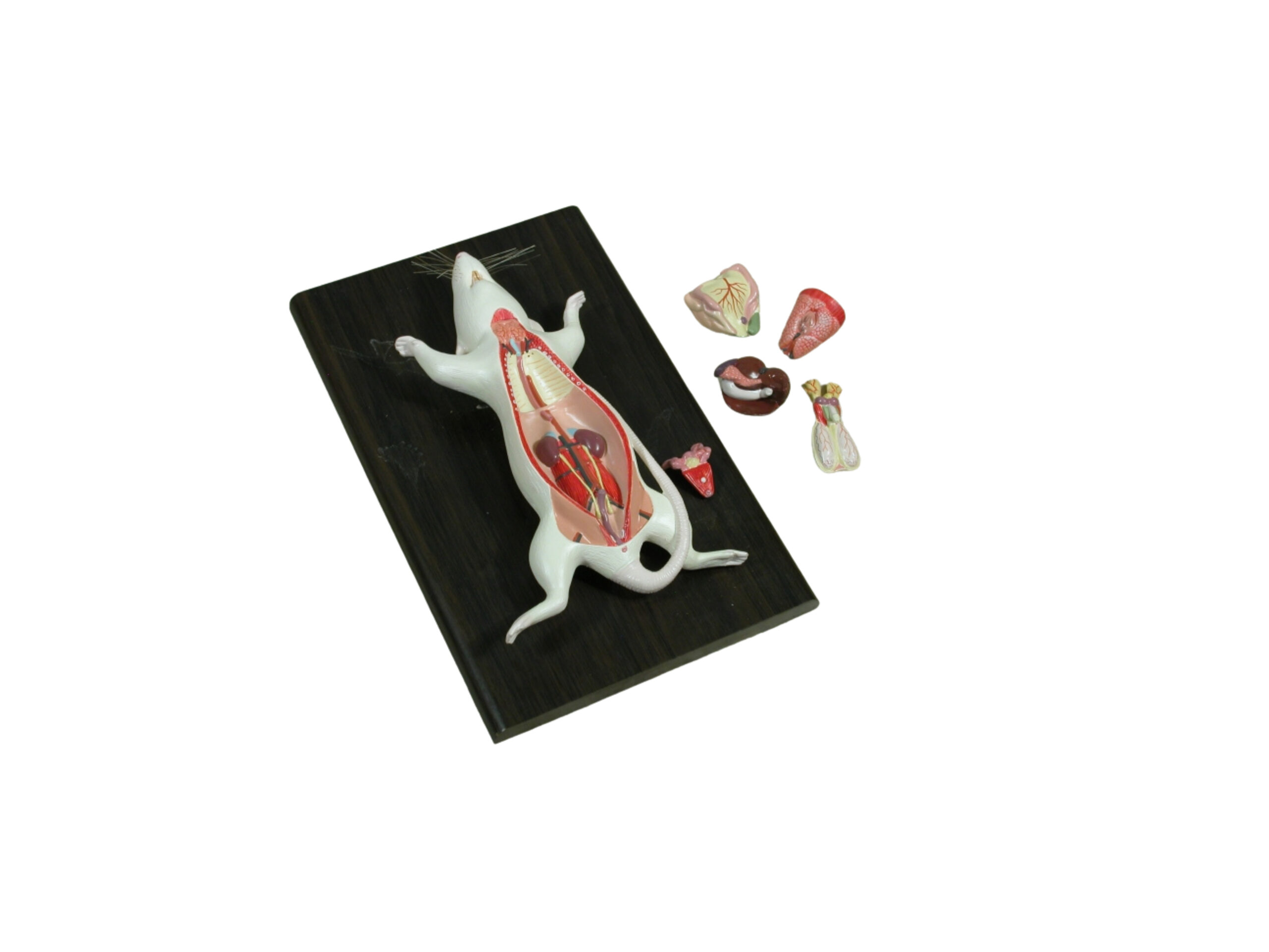 RAT DISSECTION, MALE