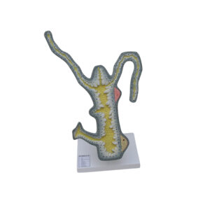 HYDRA, ON STAND