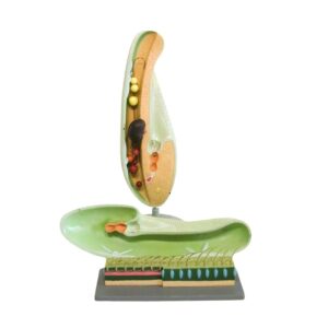 PARAMECIUM