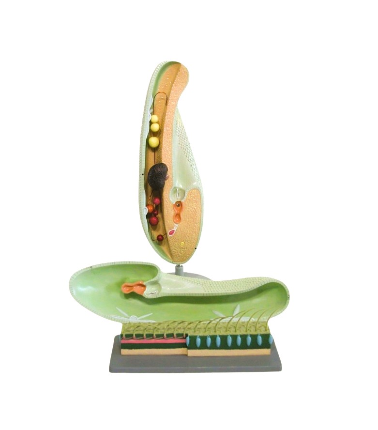 PARAMECIUM