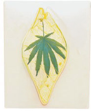 EUGLENA