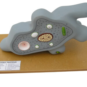 AMOEBA PROTEUS 3D