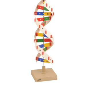 DNA MODEL KIT